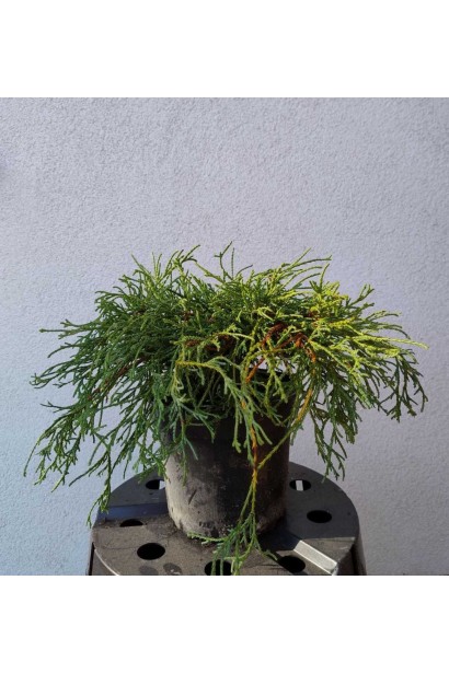 Кипарисовик Филифер Нана-3л/вис.15-20см/Ø30-40см/3р 